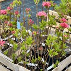 Azalka veľkokvetá (Azalea Mollis) ´HOMEBUSH´ - výška 40-60 cm, kont. C3L